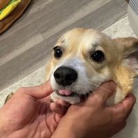 Banfield Pet Hospital ico