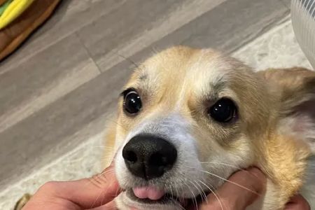 Banfield Pet Hospital