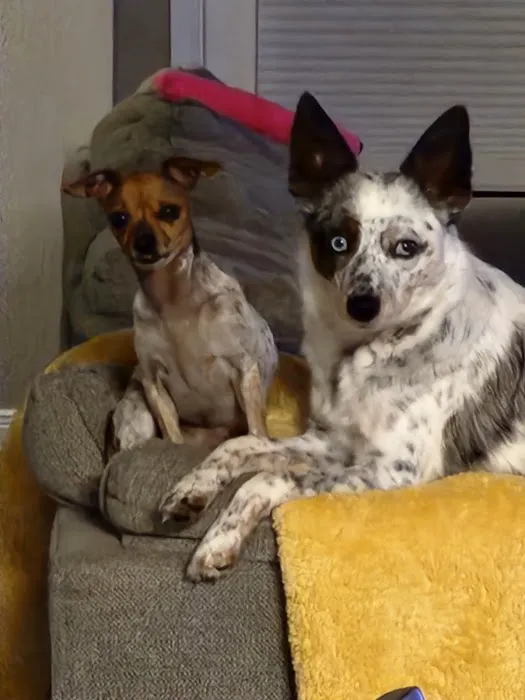 Boonville Animal Hospital 12