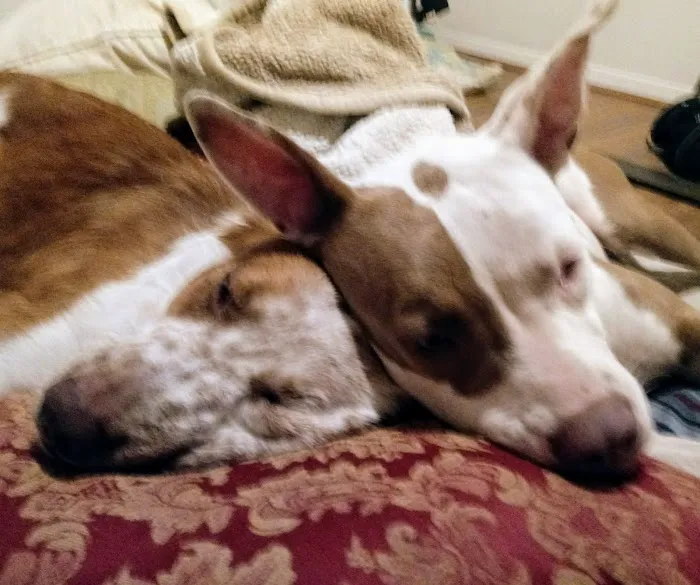 Boonville Animal Hospital 12