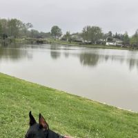 Briarcrest Veterinary Clinic ico