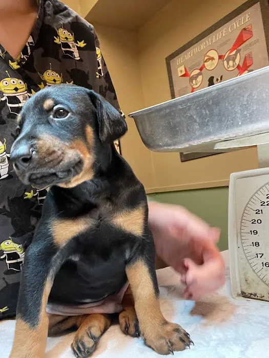 El Cerrito Animal Clinic 12
