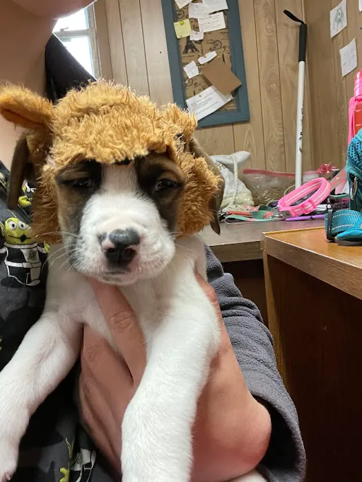 El Cerrito Animal Clinic 12
