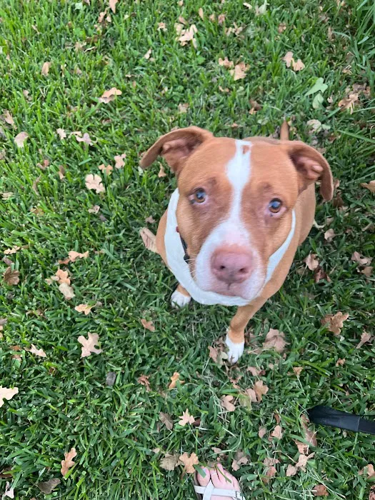 El Cerrito Animal Clinic 12