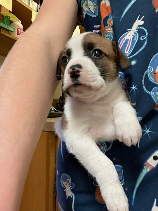 El Cerrito Animal Clinic 12