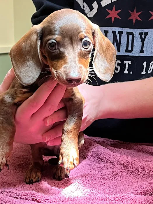 El Cerrito Animal Clinic 12