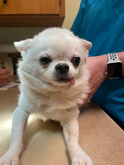 El Cerrito Animal Clinic 12