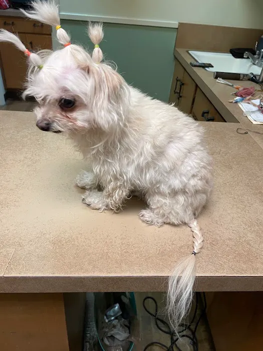 El Cerrito Animal Clinic 12
