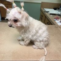 El Cerrito Animal Clinic ico