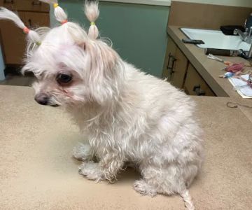 El Cerrito Animal Clinic