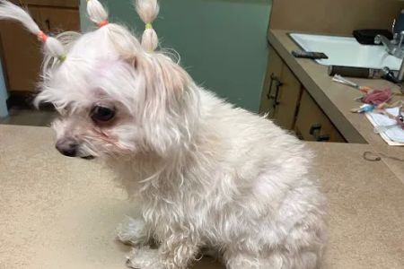 El Cerrito Animal Clinic