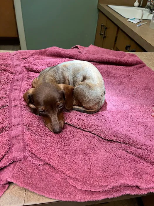El Cerrito Animal Clinic 12