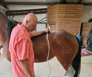 Equine Spine and Joint Care