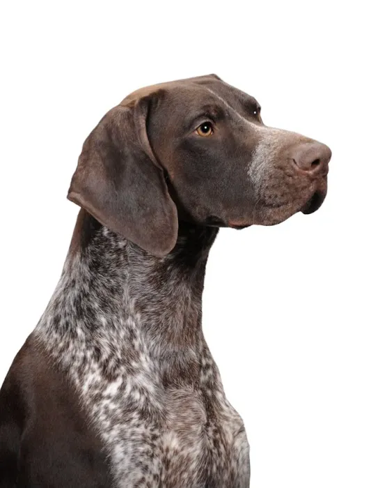 Kingdom Animal Hospital 12
