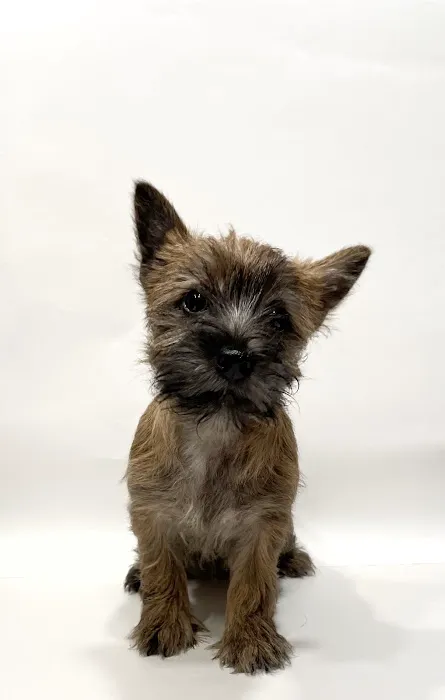 Kingdom Animal Hospital 12