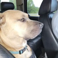 Veterinary Medical Teaching ico