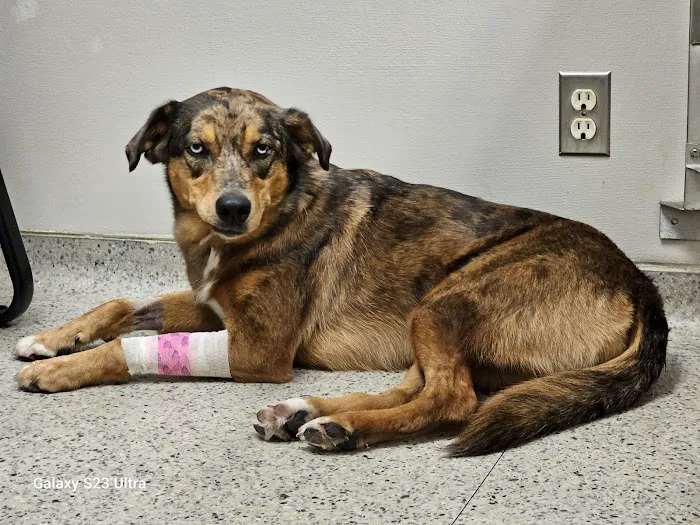 Veterinary Small Animal Hospital (VSAH) 12