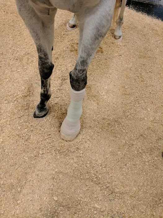 Texas A&M University Veterinary 12