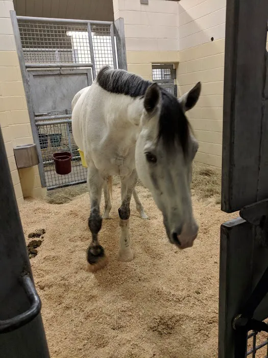 Texas A&M University Veterinary 12