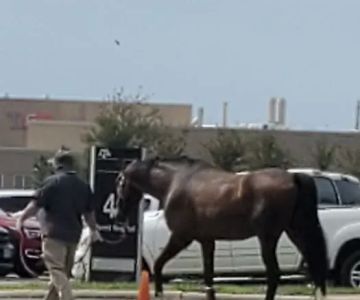 Veterinary Large Animal Hospital (VLAH)