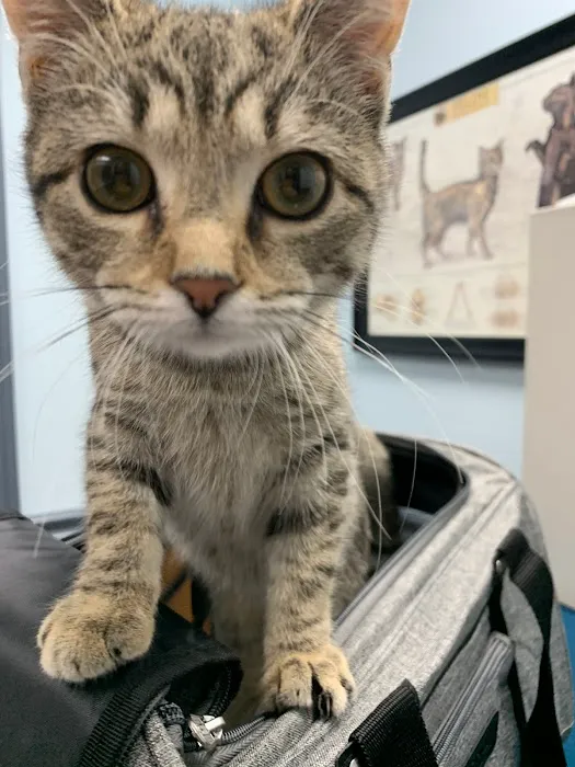 St. Francis Hospital for Animals 12