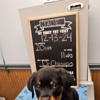 St. Francis Hospital for Animals ico
