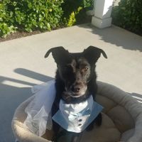 Ting Veterinary Acupuncture ico
