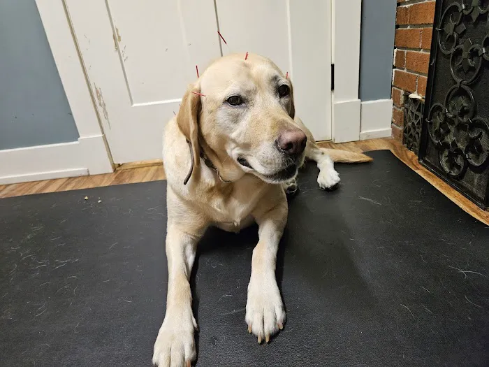 Ting Veterinary Acupuncture 12