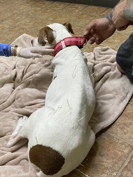 Ting Veterinary Acupuncture 12