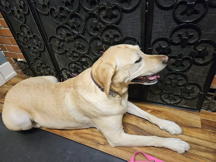 Ting Veterinary Acupuncture 12