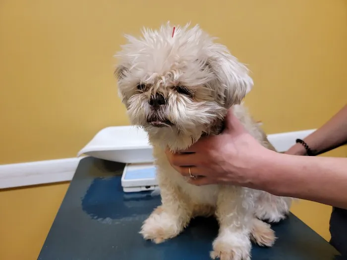 Ting Veterinary Acupuncture 12