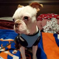 Sayville Animal Hospital ico