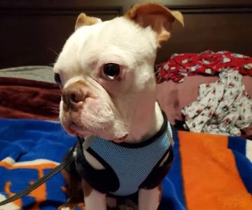 Sayville Animal Hospital