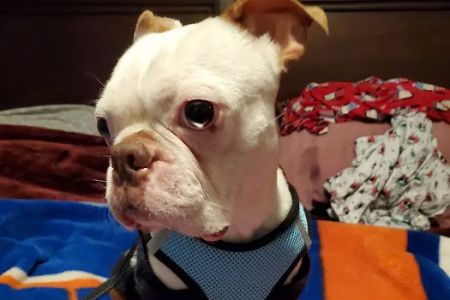Sayville Animal Hospital
