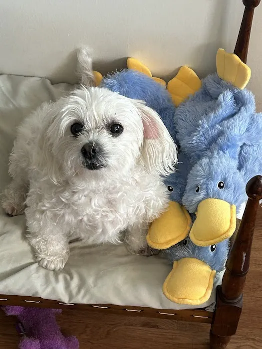 Sayville Animal Hospital 12