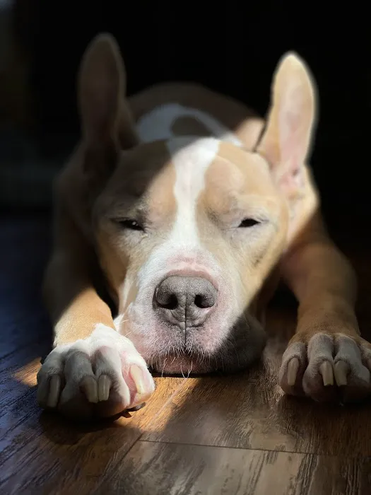 Sachem Animal Hospital 1
