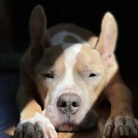 Sachem Animal Hospital ico