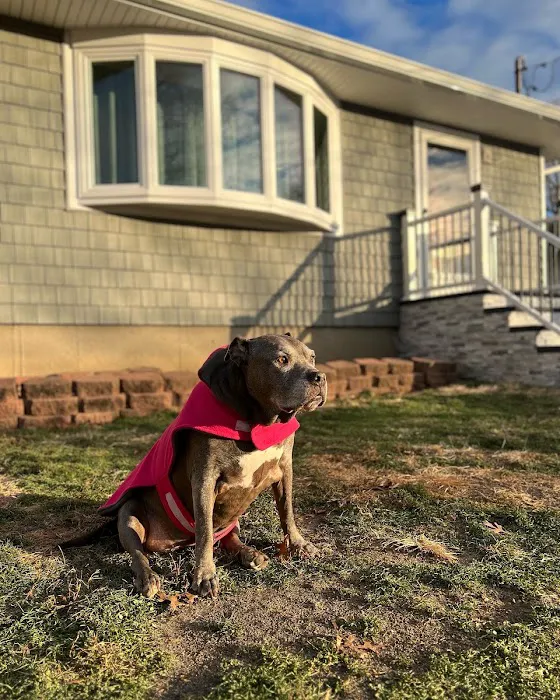Sachem Animal Hospital 2
