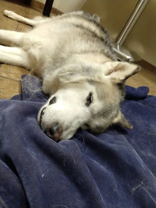 Grady Animal Hospital 12