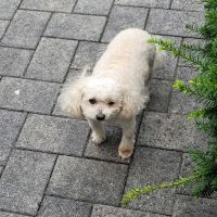 Grady Animal Hospital ico