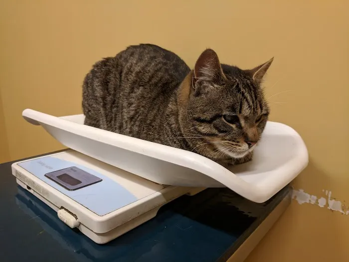 Animal Health & Wellness Veterinary Office 3
