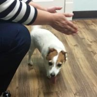 Animal Health & Wellness Veterinary Office ico