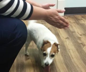 Animal Health & Wellness Veterinary Office