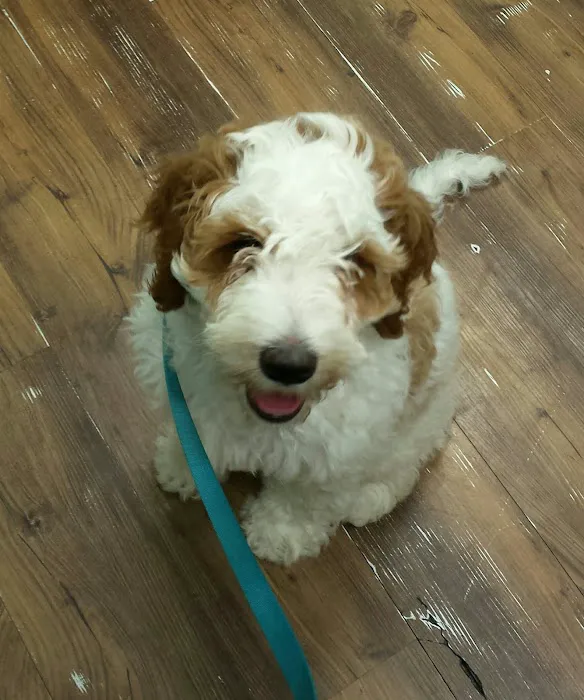 Animal Health & Wellness Veterinary Office 10