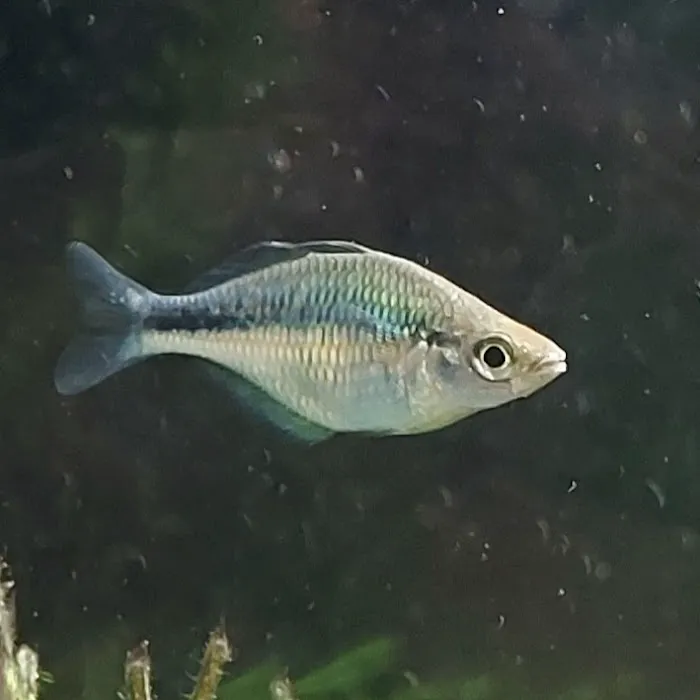 Fish Locker 4