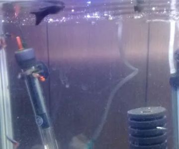 Fish Locker