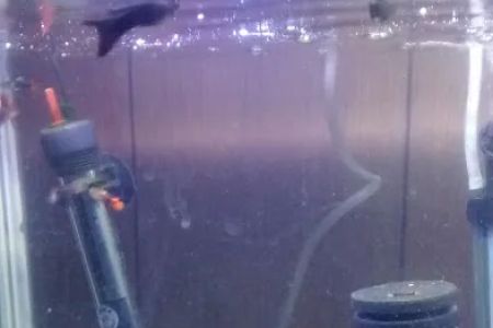 Fish Locker