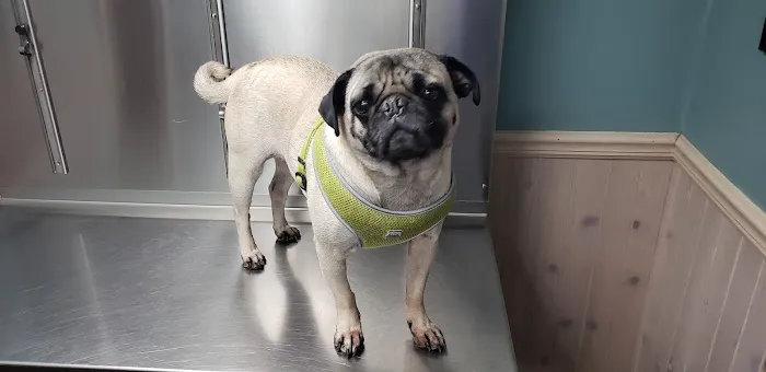 Countryside Animal Hospital 6
