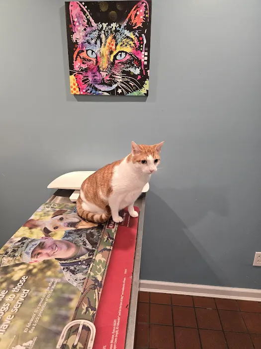 Head To Tail Animal Hospital 2