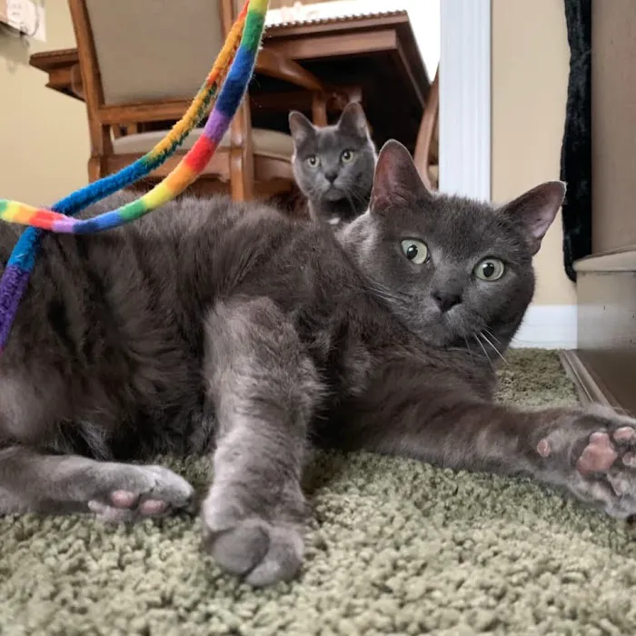 Head To Tail Animal Hospital 5